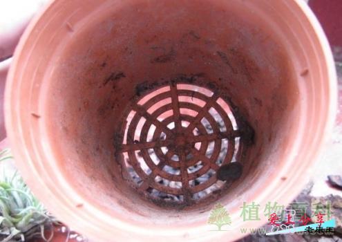 空气凤梨怎么养