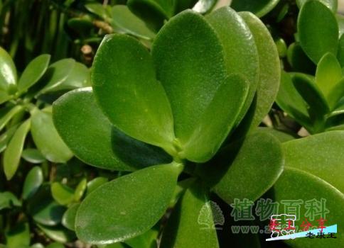 玉树的养殖方法和注意事项-[手把手教你养殖玉树]