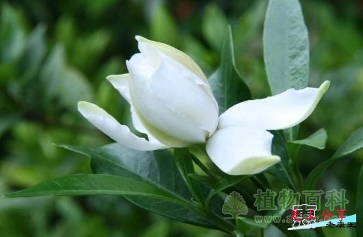 栀子花的5种繁殖方法介绍