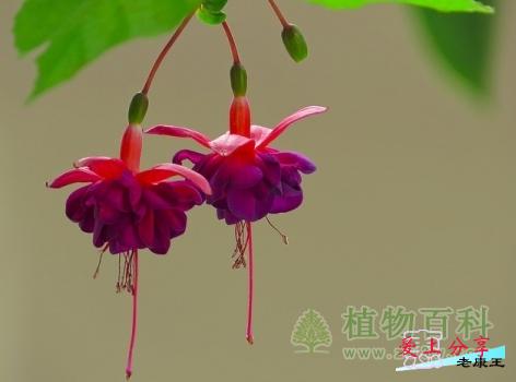 倒挂金钟的扦插方法
