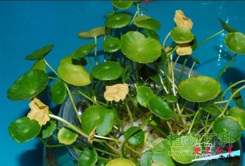 铜钱草叶子发黄怎么办？