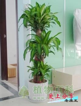 巴西木的养殖方法和注意事项-[手把手教你养殖巴西木]
