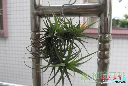 空气凤梨怎么养