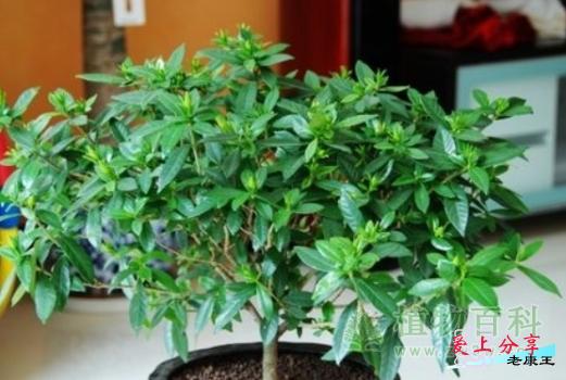 栀子花的5种繁殖方法介绍