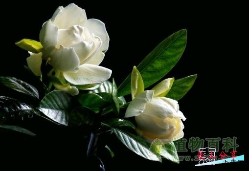栀子花的养殖方法和注意事项-[手把手教你养殖栀子花]