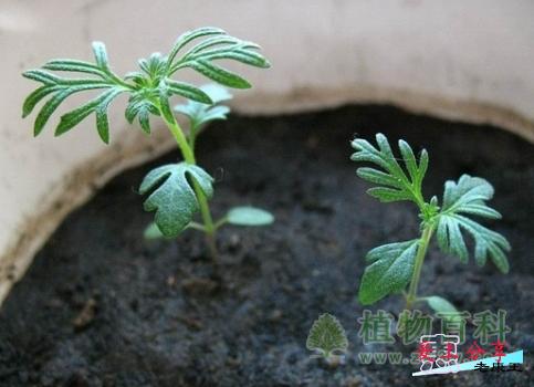 波斯菊种植方法和注意事项-[手把手教你种植波斯菊]