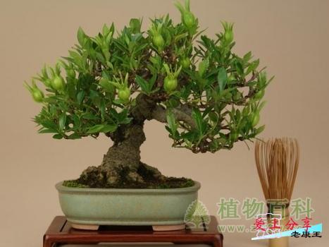 栀子花的养殖方法和注意事项-[手把手教你养殖栀子花]