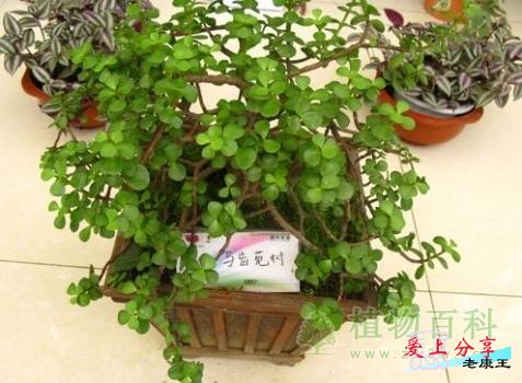 厚脸皮的养殖方法和注意事项-[手把手教你养殖厚脸皮]